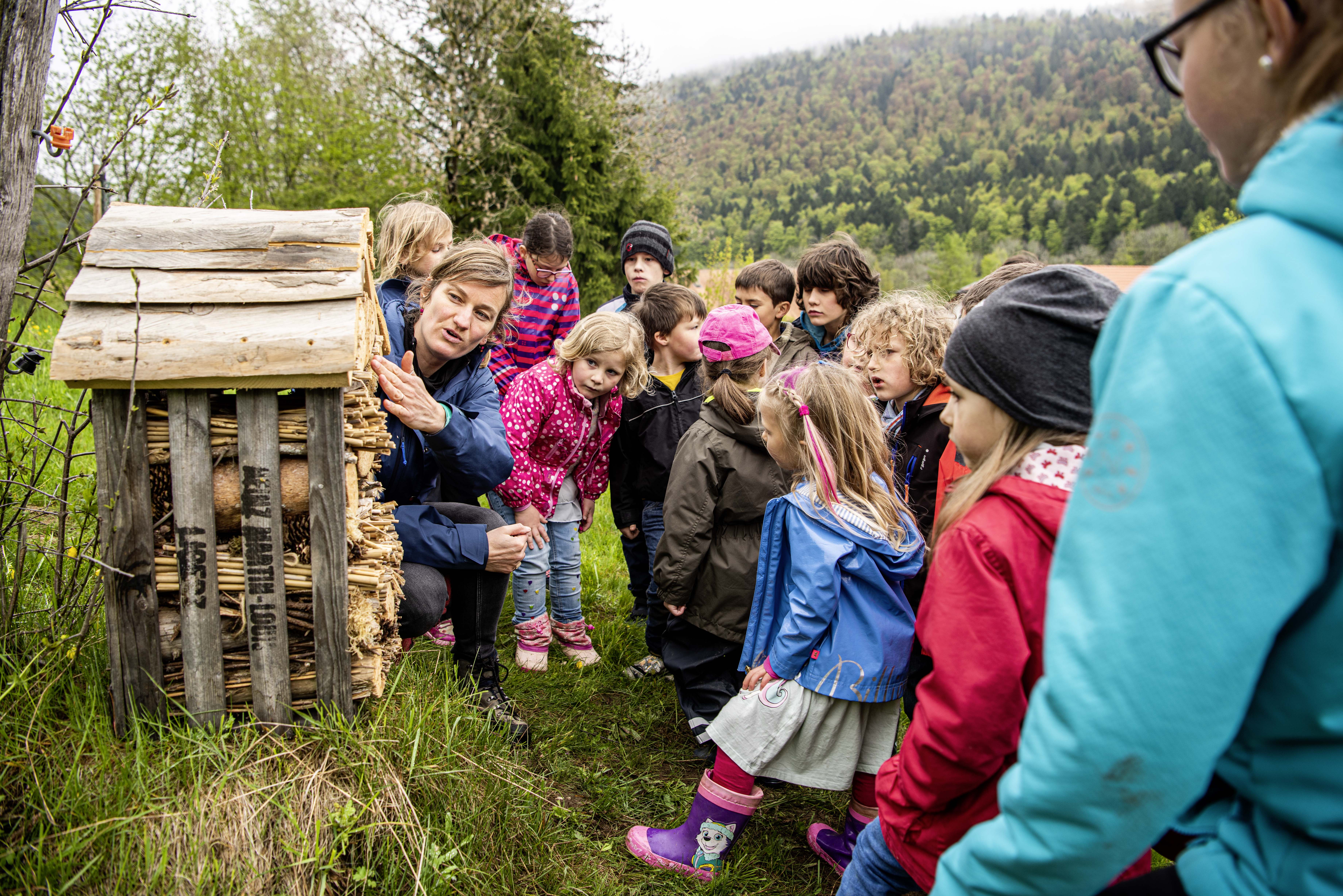 Neue Aktivität für Schulen: Insekten