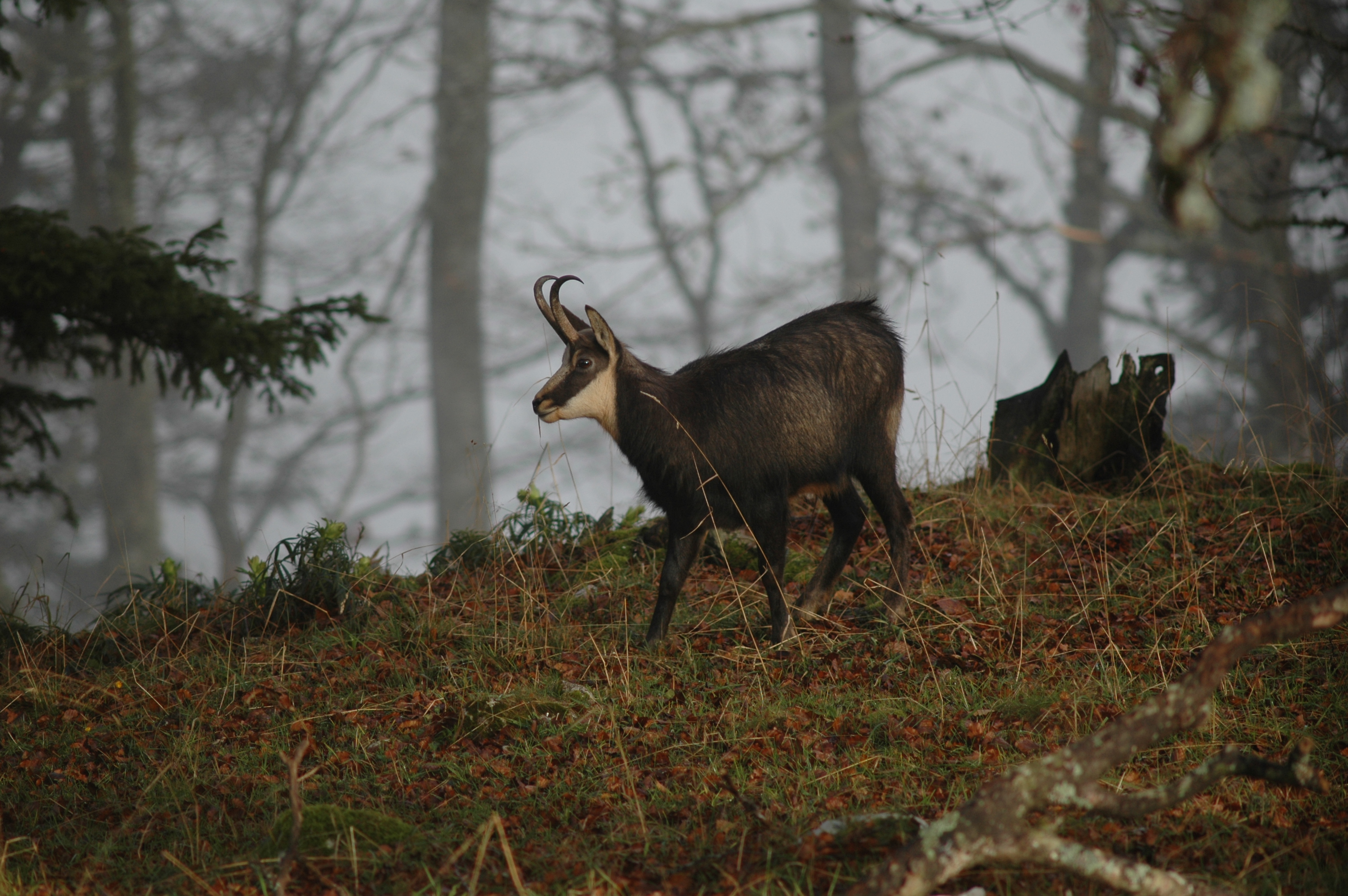Die Gämse – Akrobatin der Berge